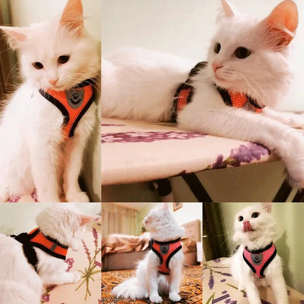 Cat Harness Vest with Walking Lead Leash for Small to Medium Pets